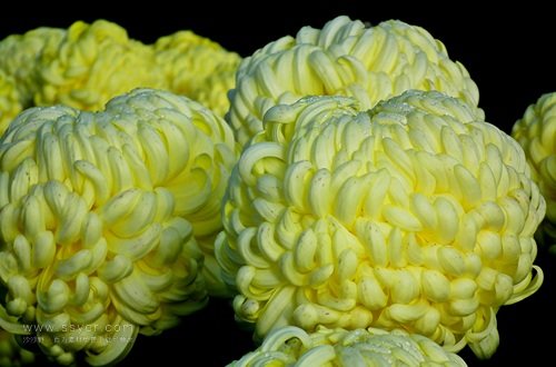 一朵菊花開出七種顏色？用手持氣象站促進菊花的種植